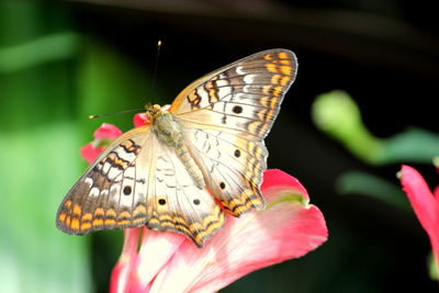 Close-up of butterfly pollinating on flower