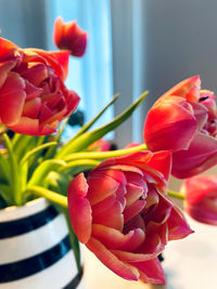 Close-up of red tulips in vase