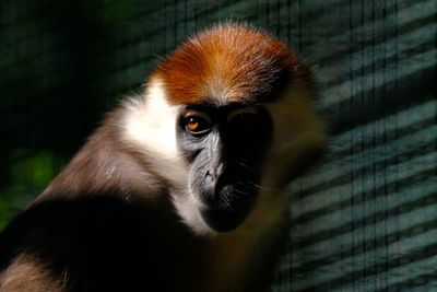 Close-up portrait of a monkey