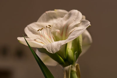 Close-up of white flower blooming outdoors