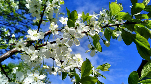 Low angle view of cherry blossoms against sky