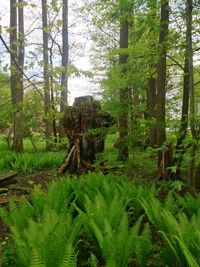 Trees in forest