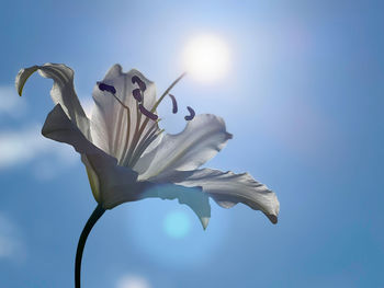 Low angle view of white flowering plant against sky