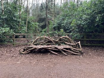 Stack of logs in forest