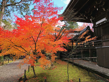 Trees and plants in park during autumn