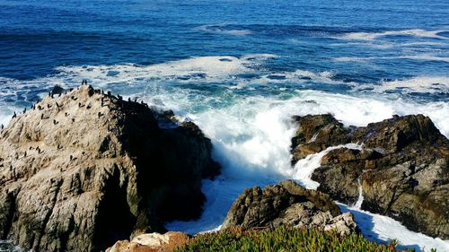 High angle view of cormorants on ocean rock. crashing white waves viewed from cliffs edge.