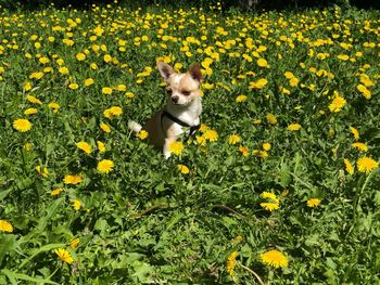 Portrait of a dog on yellow flower