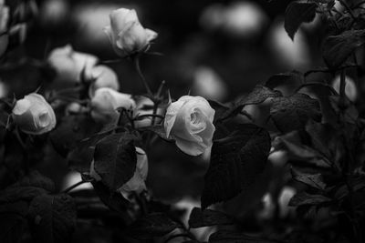 Close-up of wilted rose