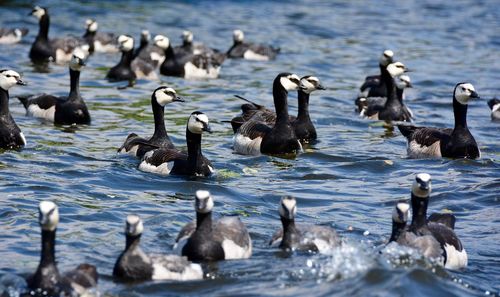 Geese swimming in lake