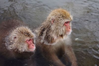 Monkeys in water