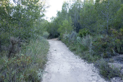 Road amidst trees in forest