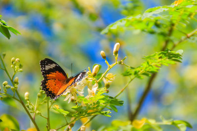 Close-up of butterfly pollinating on flower