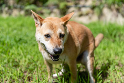 Portrait of dog on field