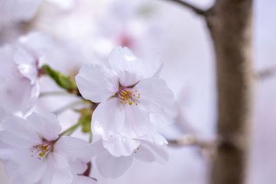 Close-up of white cherry blossom