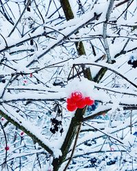 Low angle view of flower tree against sky