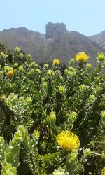 Yellow flowers blooming against sky