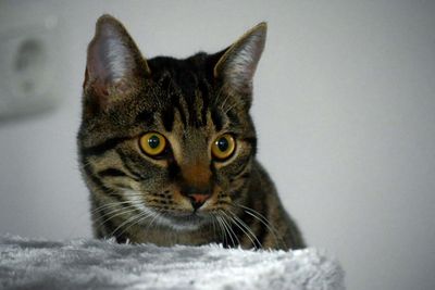 Close-up portrait of cat