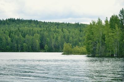 Scenic view of lake against trees in forest against sky