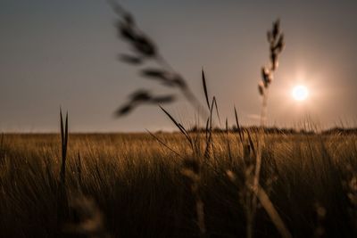 Sun shining through plants on field