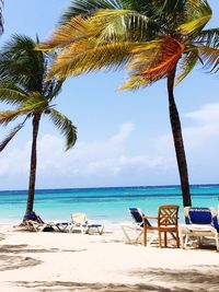 Palm trees on beach