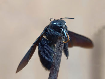 Close-up of bee