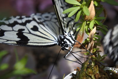 Butterfly on plant