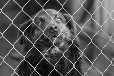 Dog seen through chainlink fence in zoo