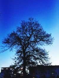 Low angle view of silhouette tree against blue sky