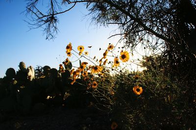 Yellow flowers growing on field against sky