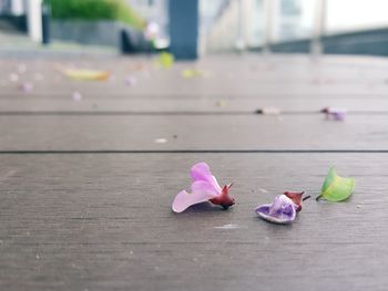 Close-up of pink rose on table
