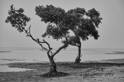 Tree by sea against clear sky