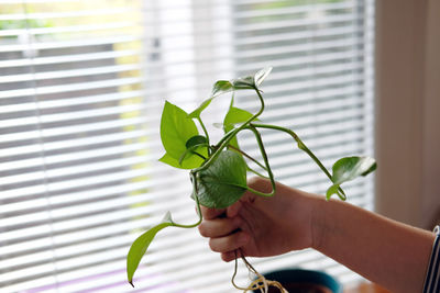 Close-up of hand holding plant against window