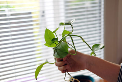 Planting plants at home to improve co2 imprint