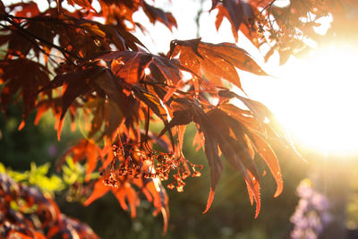 Close-up of tree during autumn