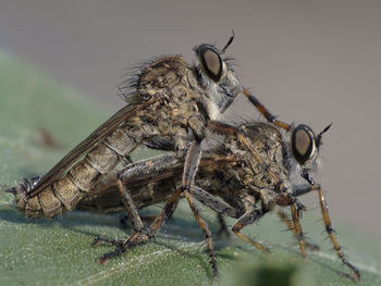 Close-up of insect