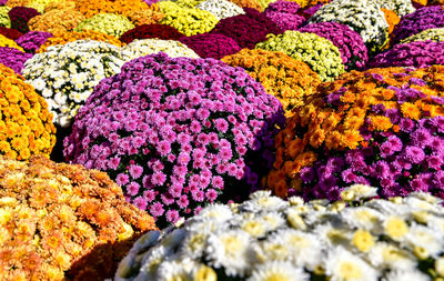 Full frame shot of multi colored flowering plants in market