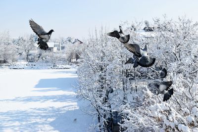 Birds flying over snow covered landscape