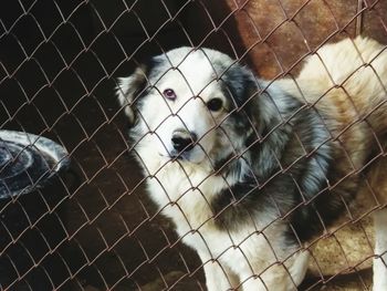 Portrait of dog in cage