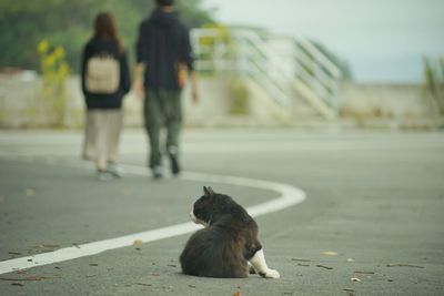 Cat living in nitoda port, tashirojima island