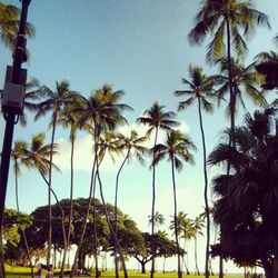 Low angle view of palm trees against blue sky