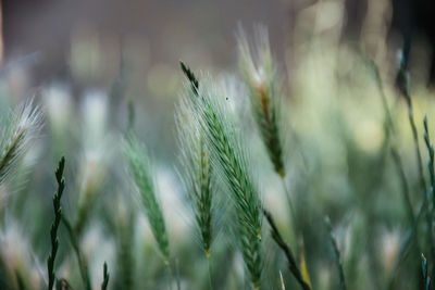 Close-up of wheat