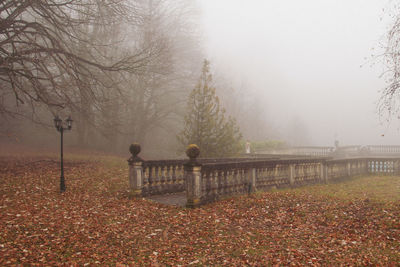 Trees on field