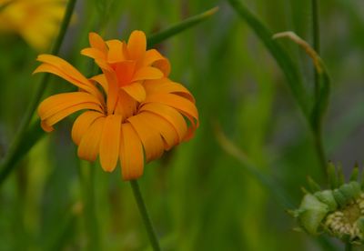 Close-up of yellow flowering plant