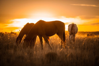 Horses in a field