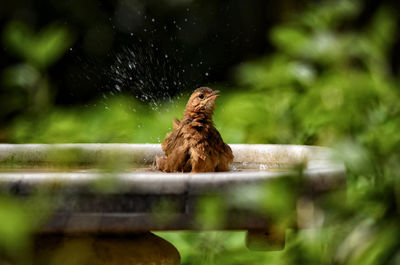 Close-up of bird perching on wood