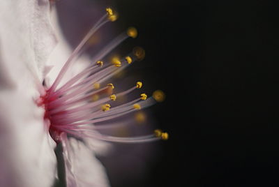 Close-up of flower pollen
