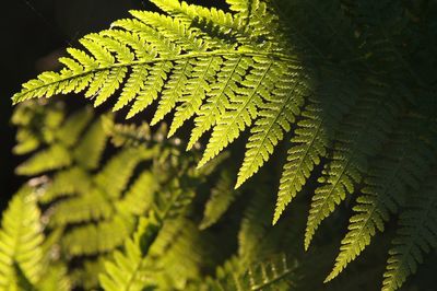 Close-up of leaves on tree