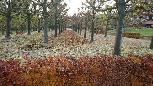 Plants and trees in park