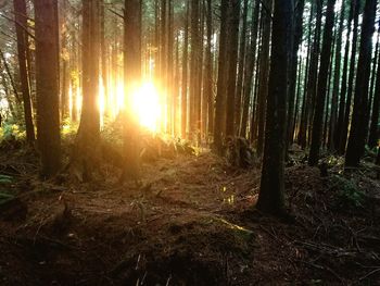 Trees in forest