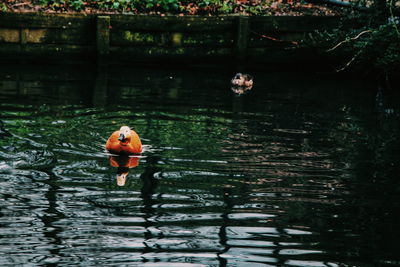 View of ducks swimming in lake